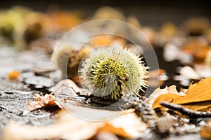 Chestnut in green spike shell skin, brown leaves and wet street during autumn fall harvest outside