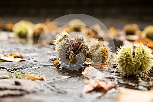 Chestnut in green spike shell skin, brown leaves and wet street during autumn fall harvest outside