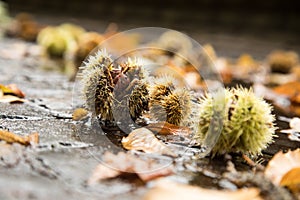 Chestnut in green spike shell skin, brown leaves and wet street during autumn fall harvest outside