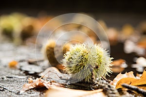 Chestnut in green spike shell skin, brown leaves and wet street during autumn fall harvest outside