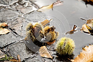 Chestnut with green spike shell skin, brown leaves, wet street  and puddle during autumn fall harvest outside