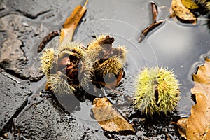 Chestnut with green spike shell skin, brown leaves, wet street  and puddle during autumn fall harvest outside