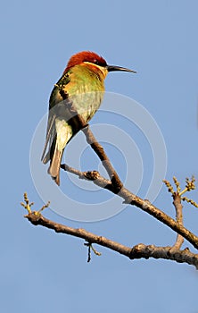 Chestnut-headed bea-eater