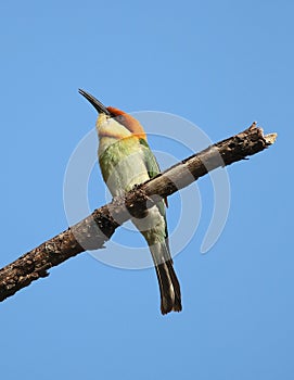 Chestnut-headed bea-eater