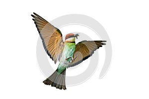 Chestnut-headed Bee-eate