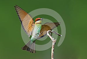 Chestnut-headed Bee-eate