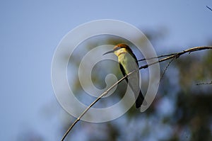 Chestnut-headed Bee-eate