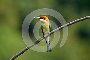 Chestnut-headed bee-eater