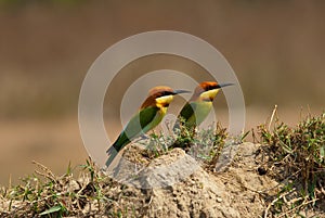 Chestnut-headed bee-eater