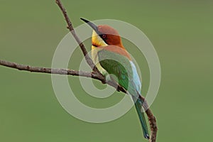 Chestnut-headed Bee-eater