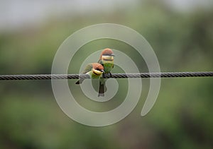 Chestnut Headed Bee-Eater