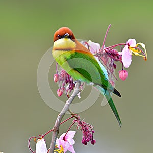 Chestnut-headed bee-eater bird