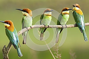 Chestnut-headed bee-eater breeding