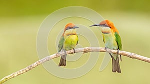 Chestnut-headed bee-eater (Merops leschenaulti)