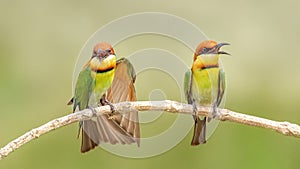 Chestnut-headed bee-eater (Merops leschenaulti)