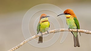 Chestnut-headed bee-eater (Merops leschenaulti)