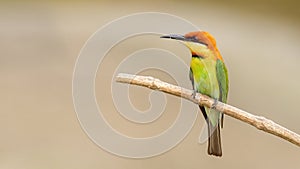 Chestnut-headed bee-eater (Merops leschenaulti)