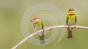 Chestnut-headed bee-eater (Merops leschenaulti)