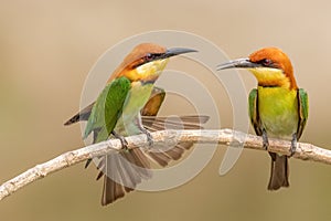 Chestnut-headed bee-eater (Merops leschenaulti)