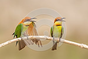 Chestnut-headed bee-eater (Merops leschenaulti)