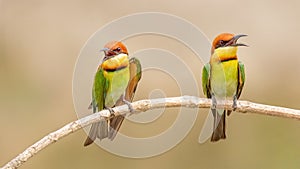 Chestnut-headed bee-eater (Merops leschenaulti)