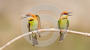 Chestnut-headed bee-eater (Merops leschenaulti)