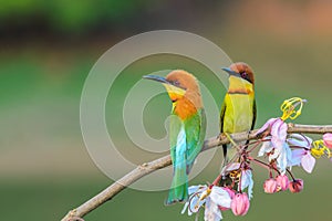 Chestnut-headed Bee-eater or Merops leschenaulti.