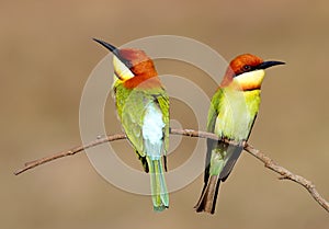 Chestnut headed Bee eater Merops leschenaulti
