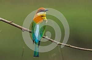 Chestnut-headed Bee-eater Merops leschenaulti on branch tree
