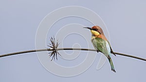 Chestnut-headed bee-eater on Tree Branch