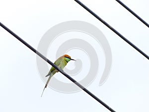 Chestnut Headed Bee Eater on power lines