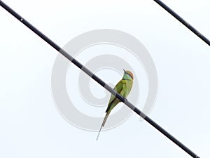 Chestnut Headed Bee Eater on power lines