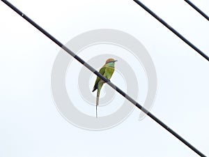 Chestnut Headed Bee Eater on power lines