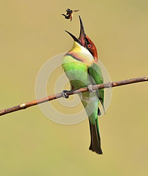 Chestnut-headed Bee-eaters