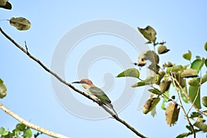 chestnut headed beeeater
