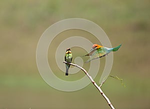 Chestnut headed Beeâ€‹ eaterâ€‹