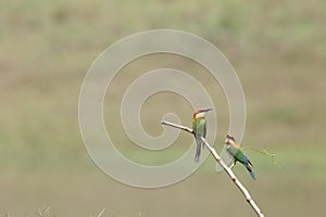 Chestnut headed Beeâ€‹ eaterâ€‹