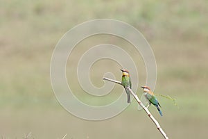 Chestnut headed Beeâ€‹ eaterâ€‹