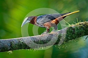 Chestnut-headed Oropendola - Psarocolius wagleri is a New World tropical icterid bird. Brown body with black, yellow and blue
