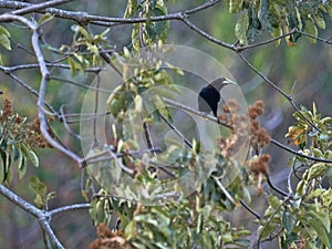 Chestnut-headed Oropendola, Psarocolius wagleri, weaves on trees oval nest, Salvador