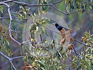 Chestnut-headed Oropendola, Psarocolius wagleri, weaves on trees oval nest, Salvador