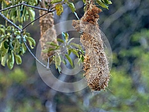 Chestnut-headed Oropendola, Psarocolius wagleri, weaves on trees oval nest, Salvador