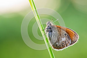 Chestnut Heath - Coenonympha glycerion