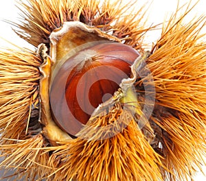 Chestnut hedgehog photo