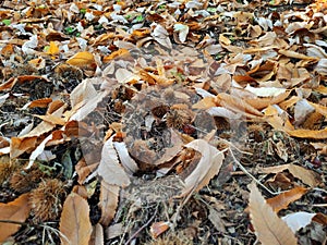 Chestnut hedgehogs in the path in the autumn forest