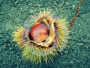 Chestnut hedhehog on the road