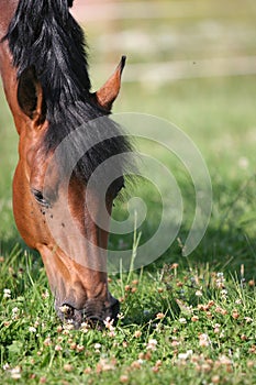 Chestnut horse