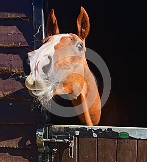 Chestnut horse