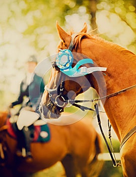 The chestnut horse is adorned with a blue rosette on its bridle, standing proudly in the summer sunshine. The beauty of horses and