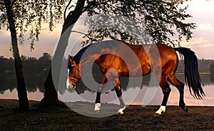 Chestnut horse on the background of clouds, on the shore of the evening lake, collage
